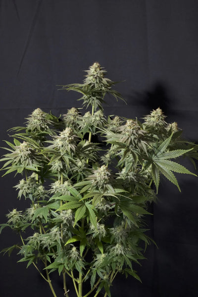Orange Sherbet FF