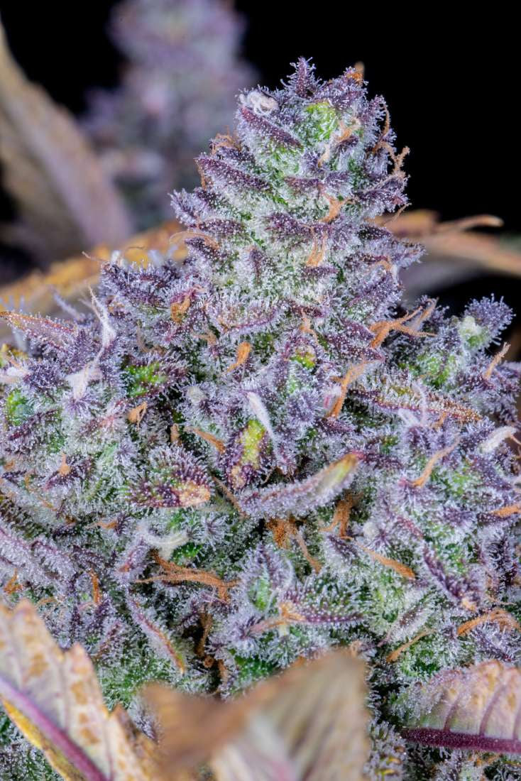 Tropicana Cookies Auto