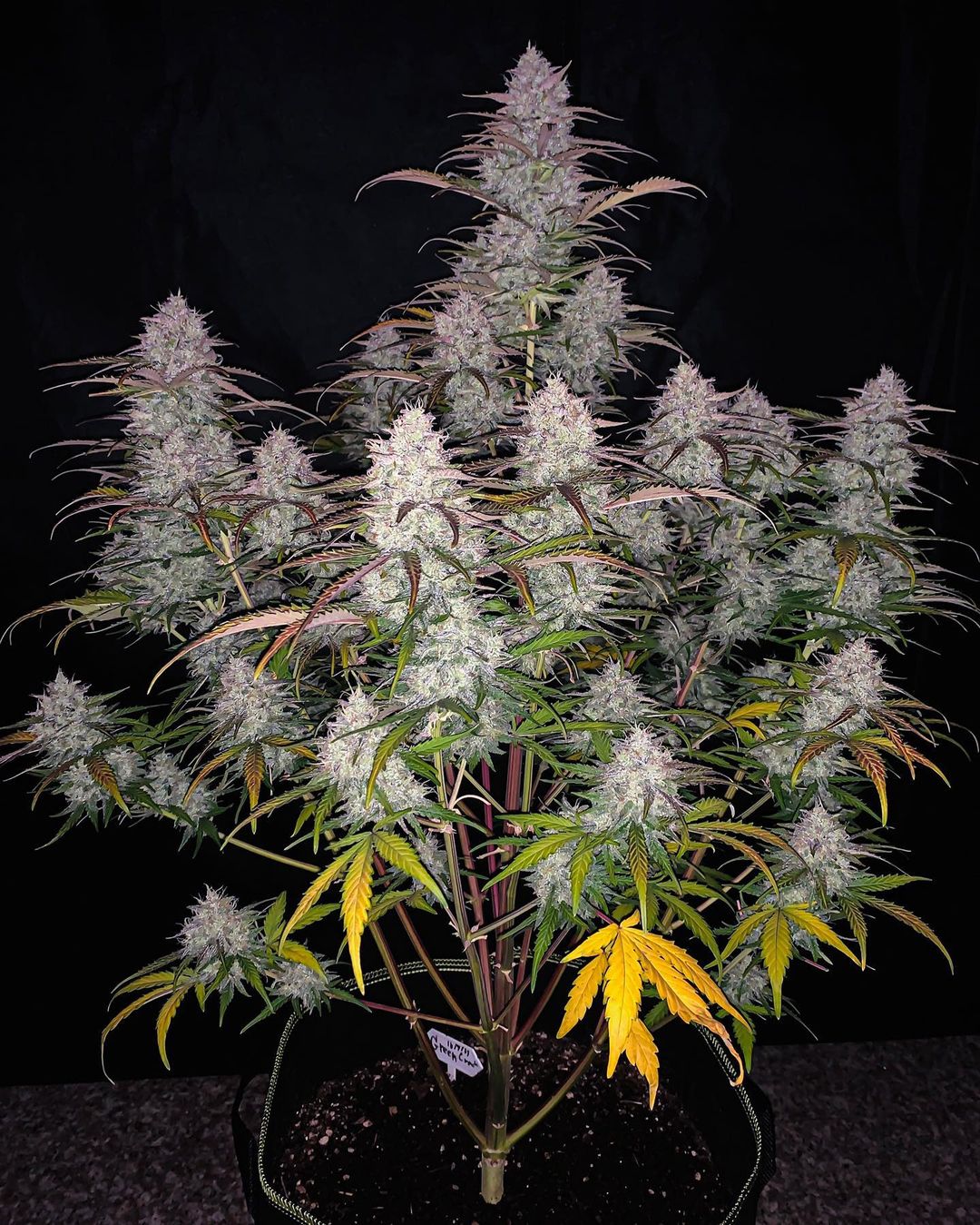 Green Crack