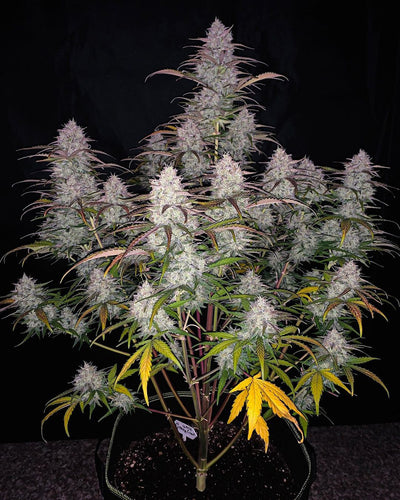 Green Crack
