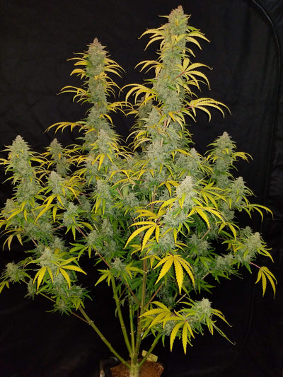 Blue Dream Matic