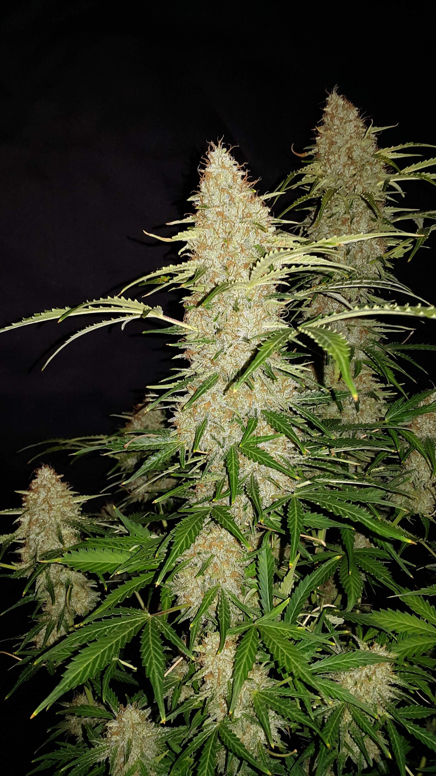 Jack Herer Auto
