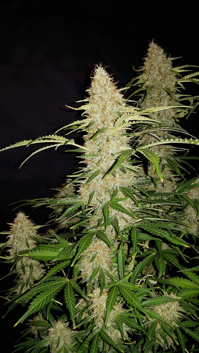 Jack Herer Auto