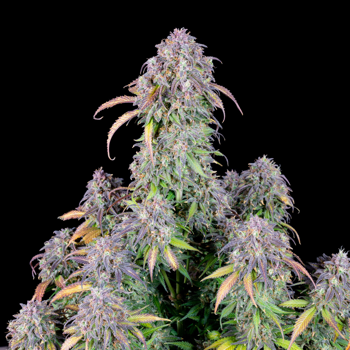 Blueberry Auto