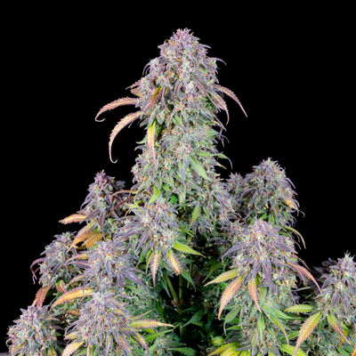 Blueberry Auto