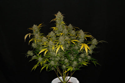 Gelato