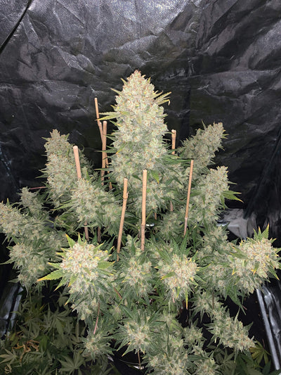 OG Kush Auto