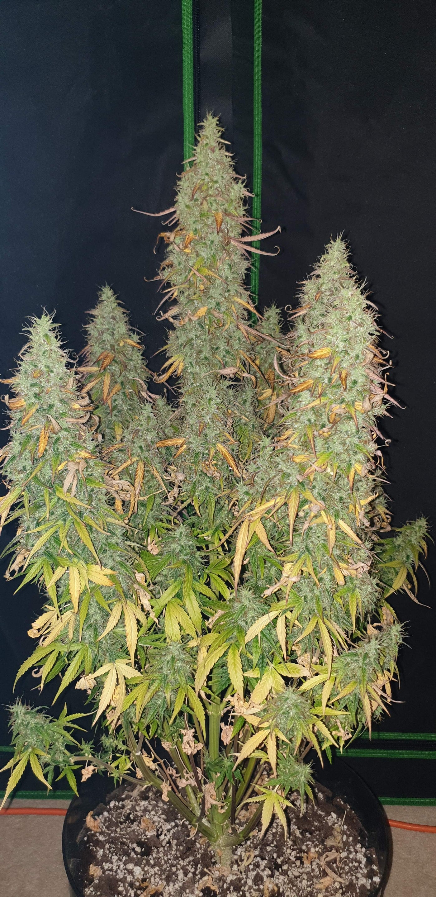 Skunk Auto