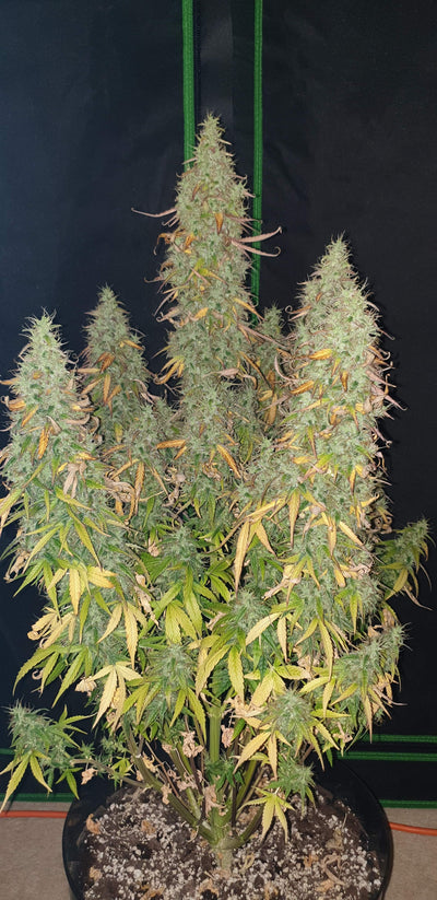 Skunk Auto