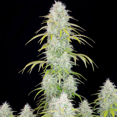 Orange sherbet