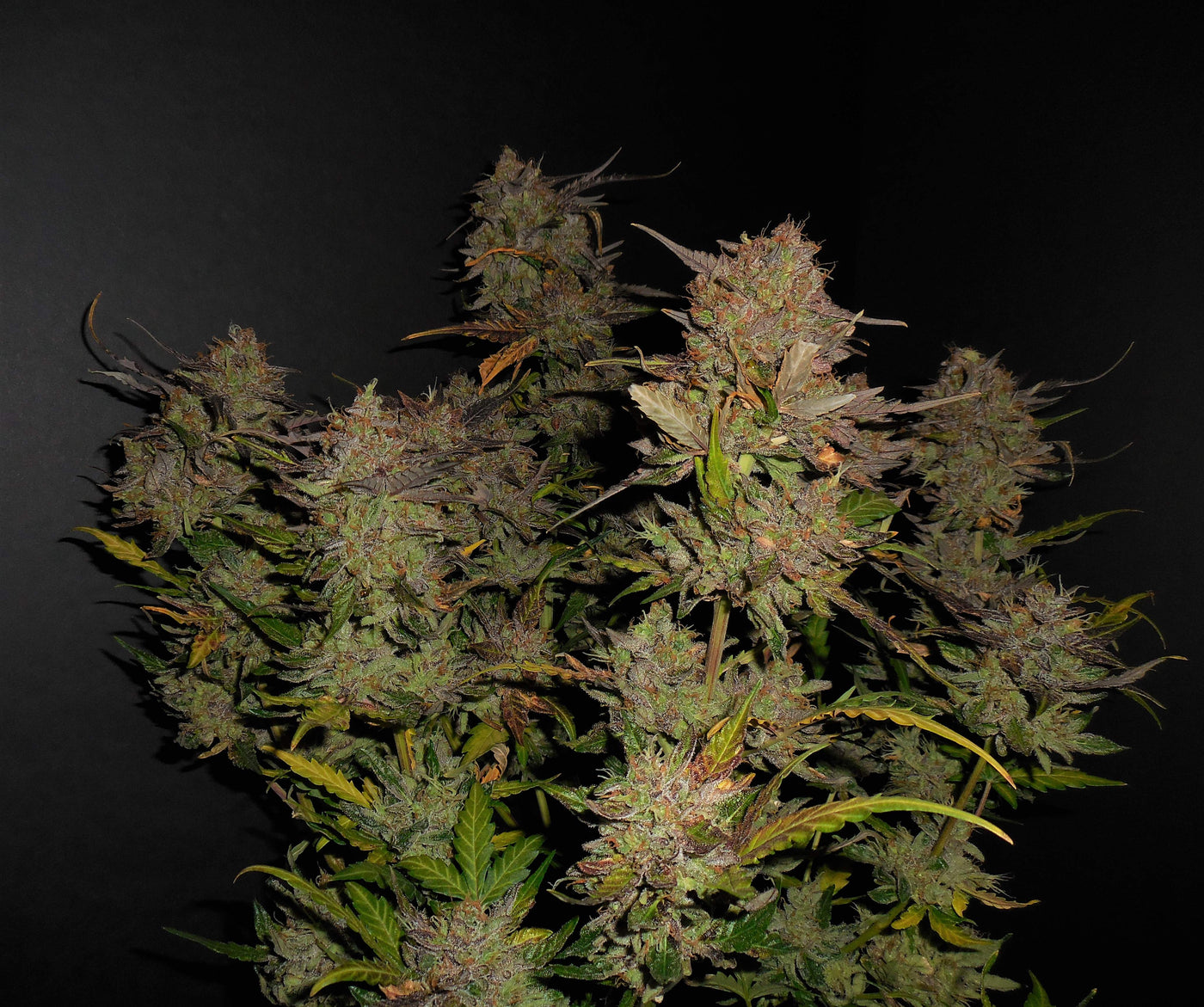 Lemon AK