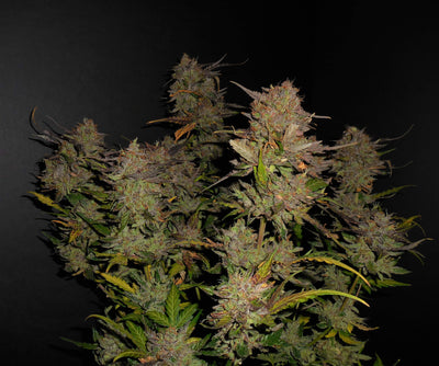 Lemon AK