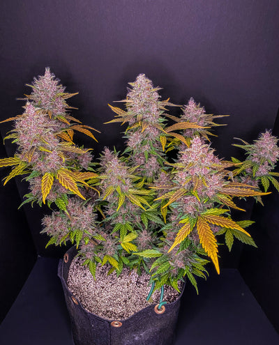 LSD-25