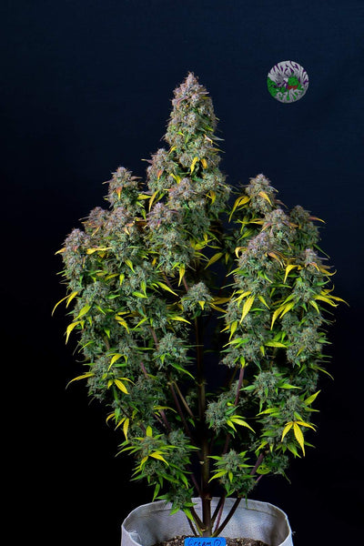 Cream Cookies