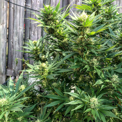 CBD Crack