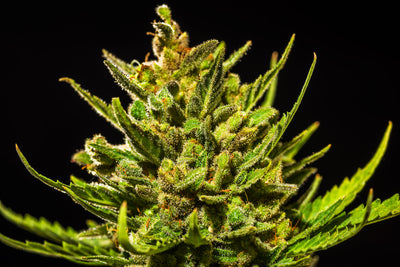 White Widow Auto