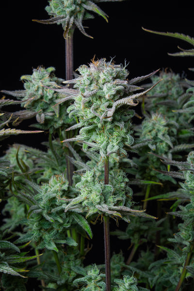 Strawberry Banana