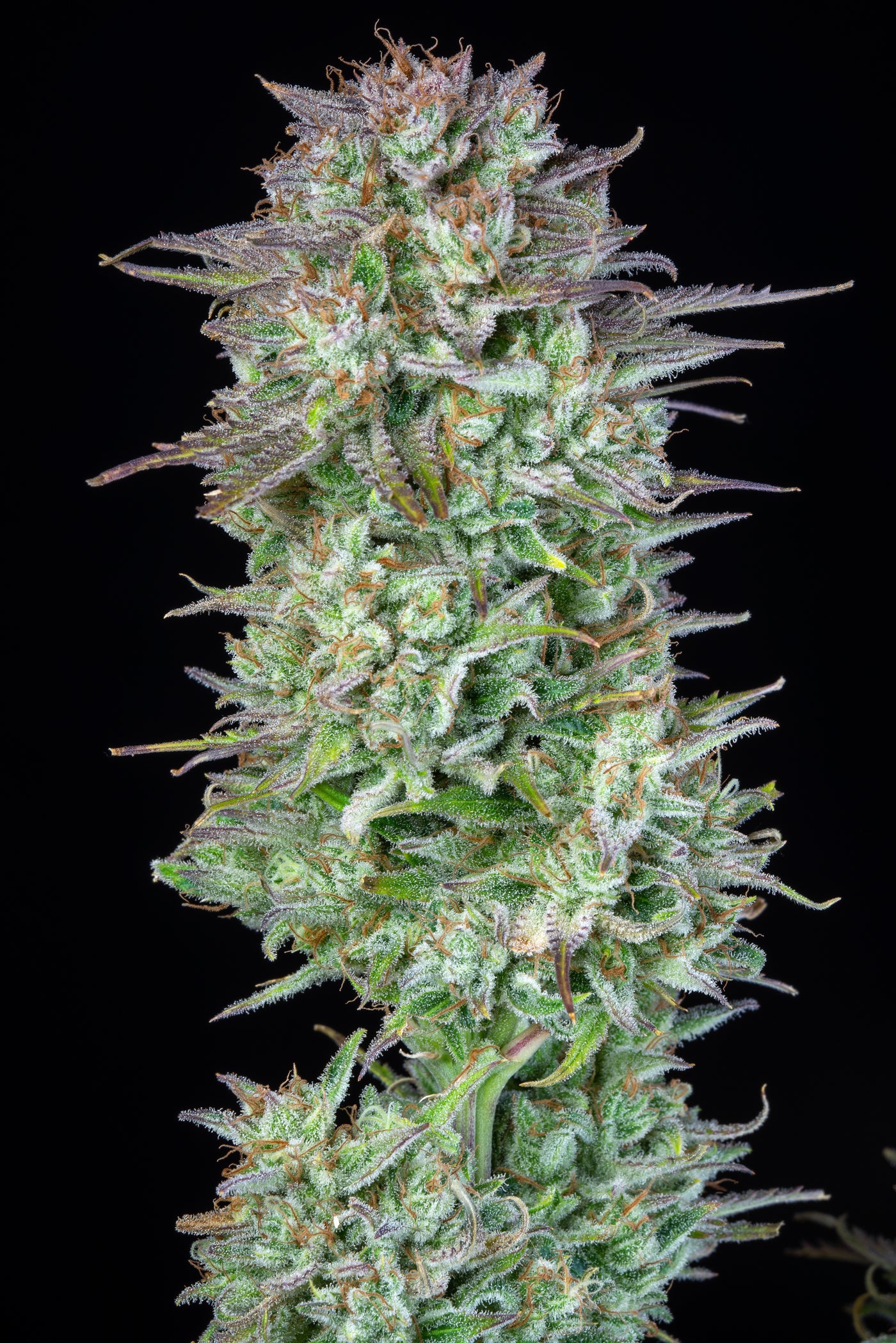 Kosher Cake Auto