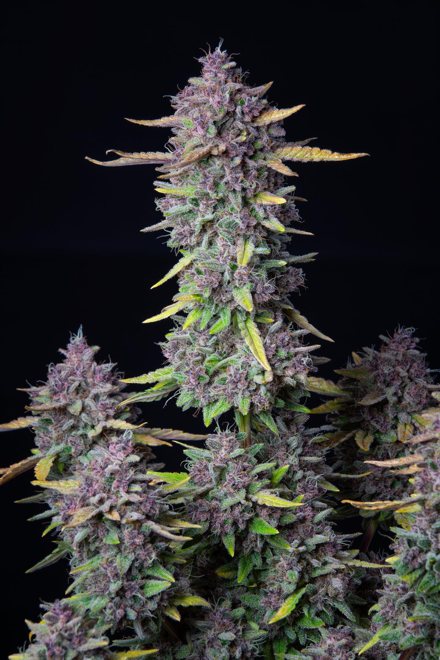 Purple Punch
