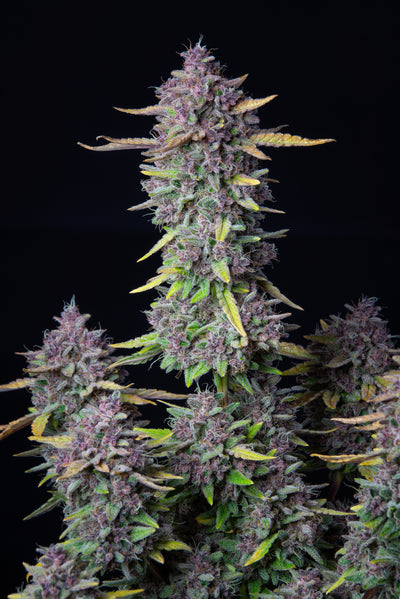 Purple Punch