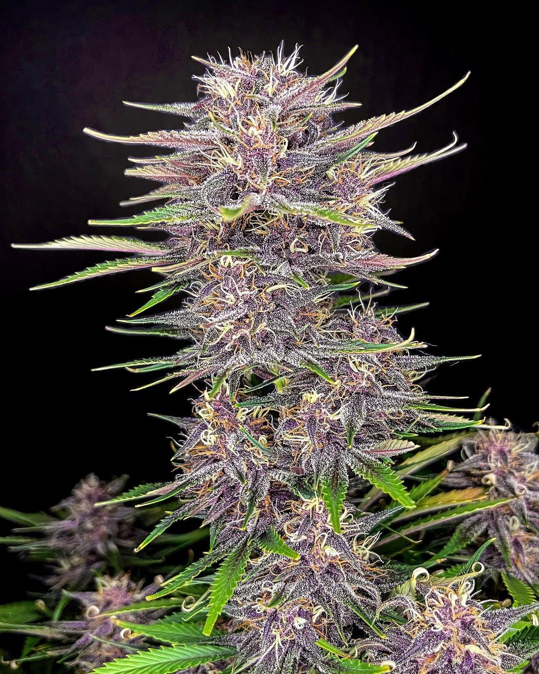Banana Purple Punch
