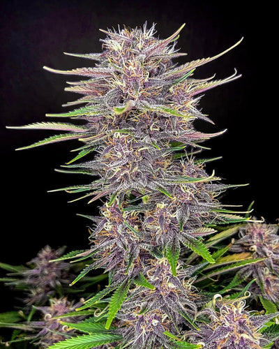 Banana Purple Punch