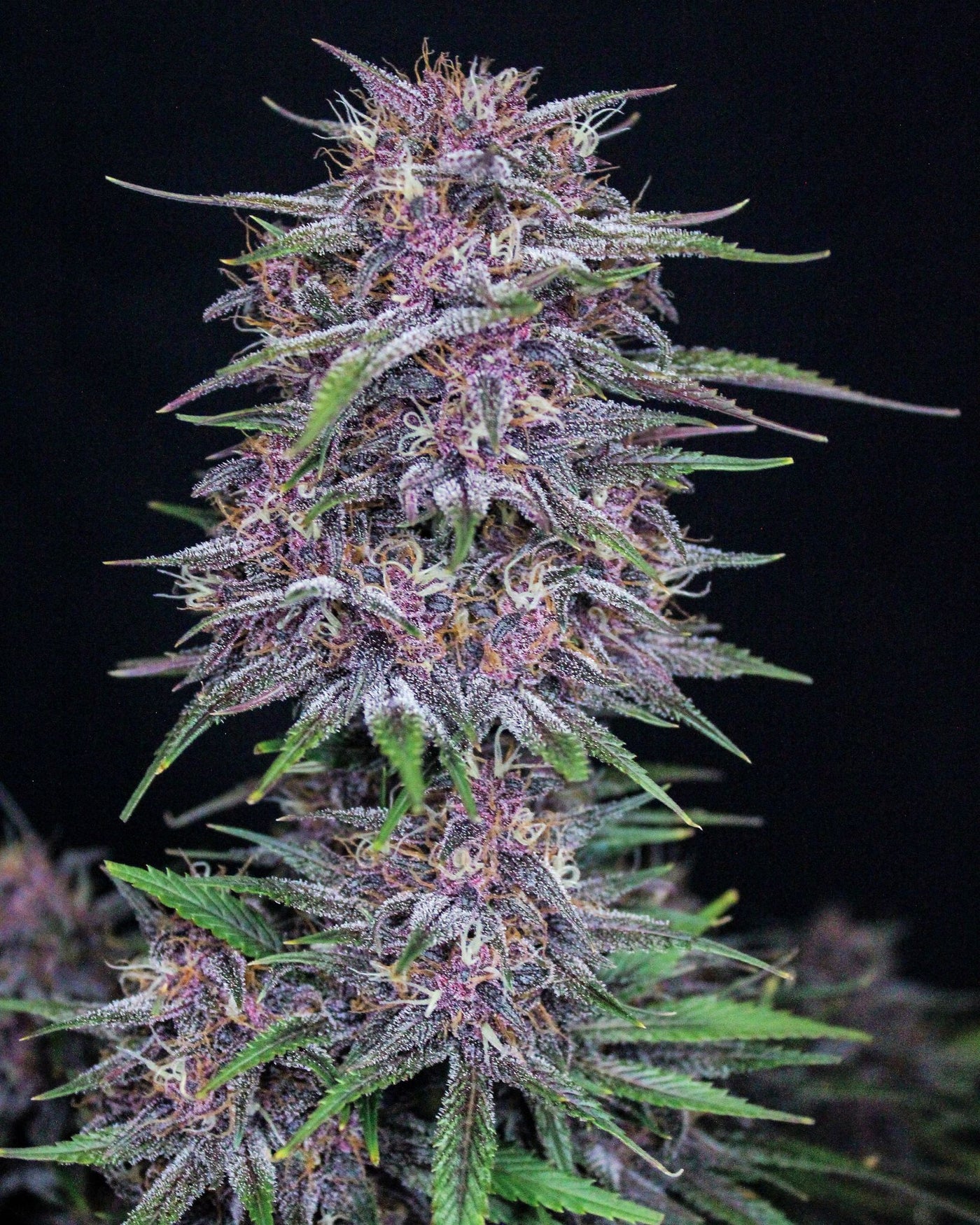 Banana Purple Punch