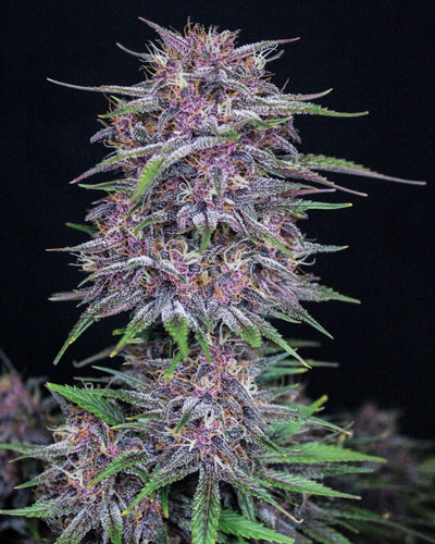 Banana Purple Punch