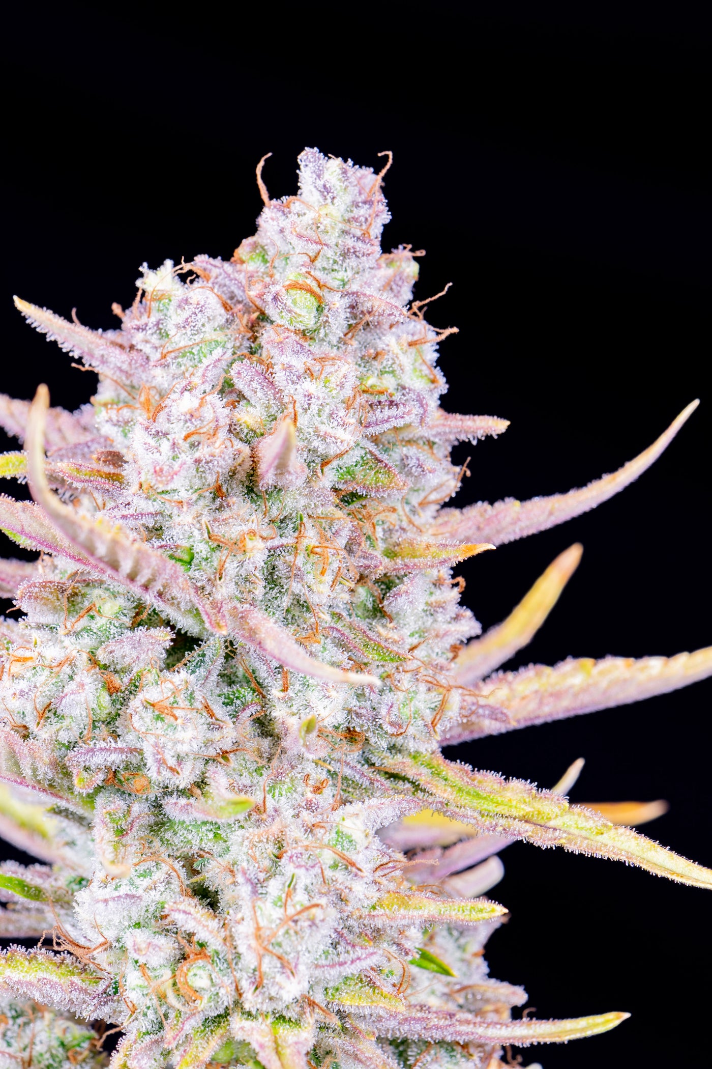Purple Punch
