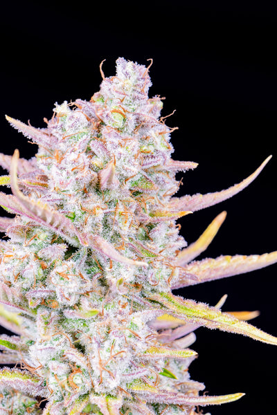 Purple Punch
