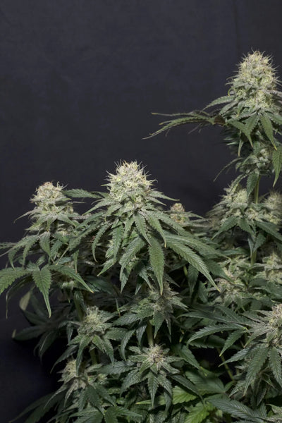 Tropicana Cookies FF