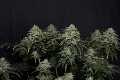 Gorilla Cookies FF