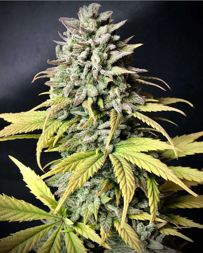 Tropicana Cookies Auto