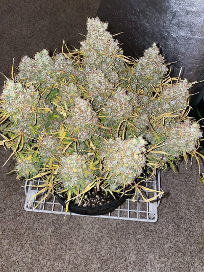 Skunk Auto