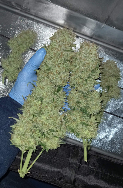Bubblegum Auto