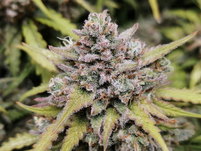 Amnesia Haze Auto