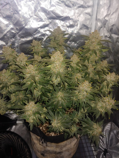 West Coast OG