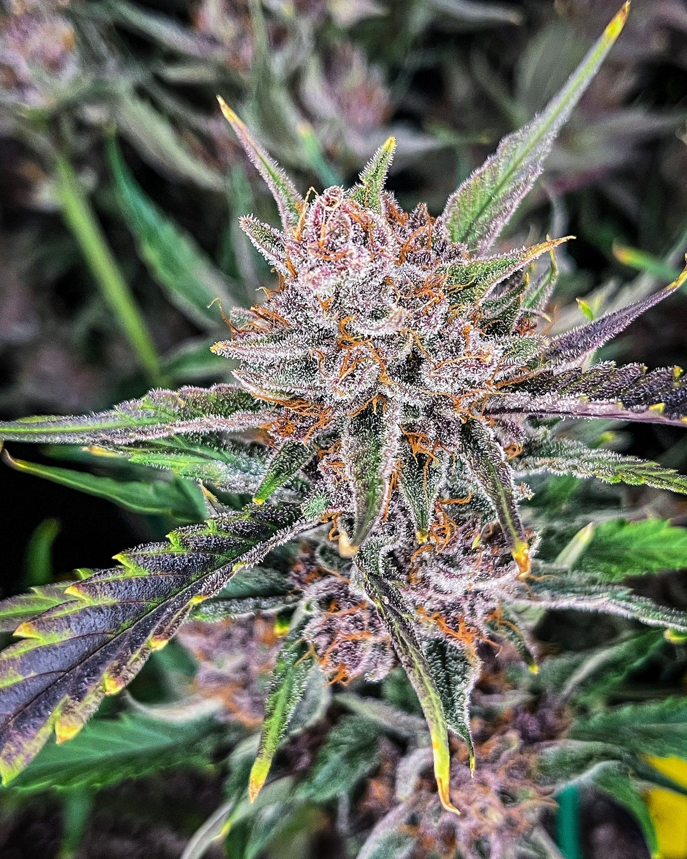 Gorilla Punch