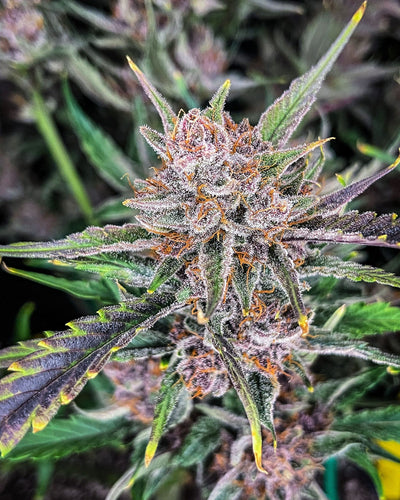 Gorilla Punch