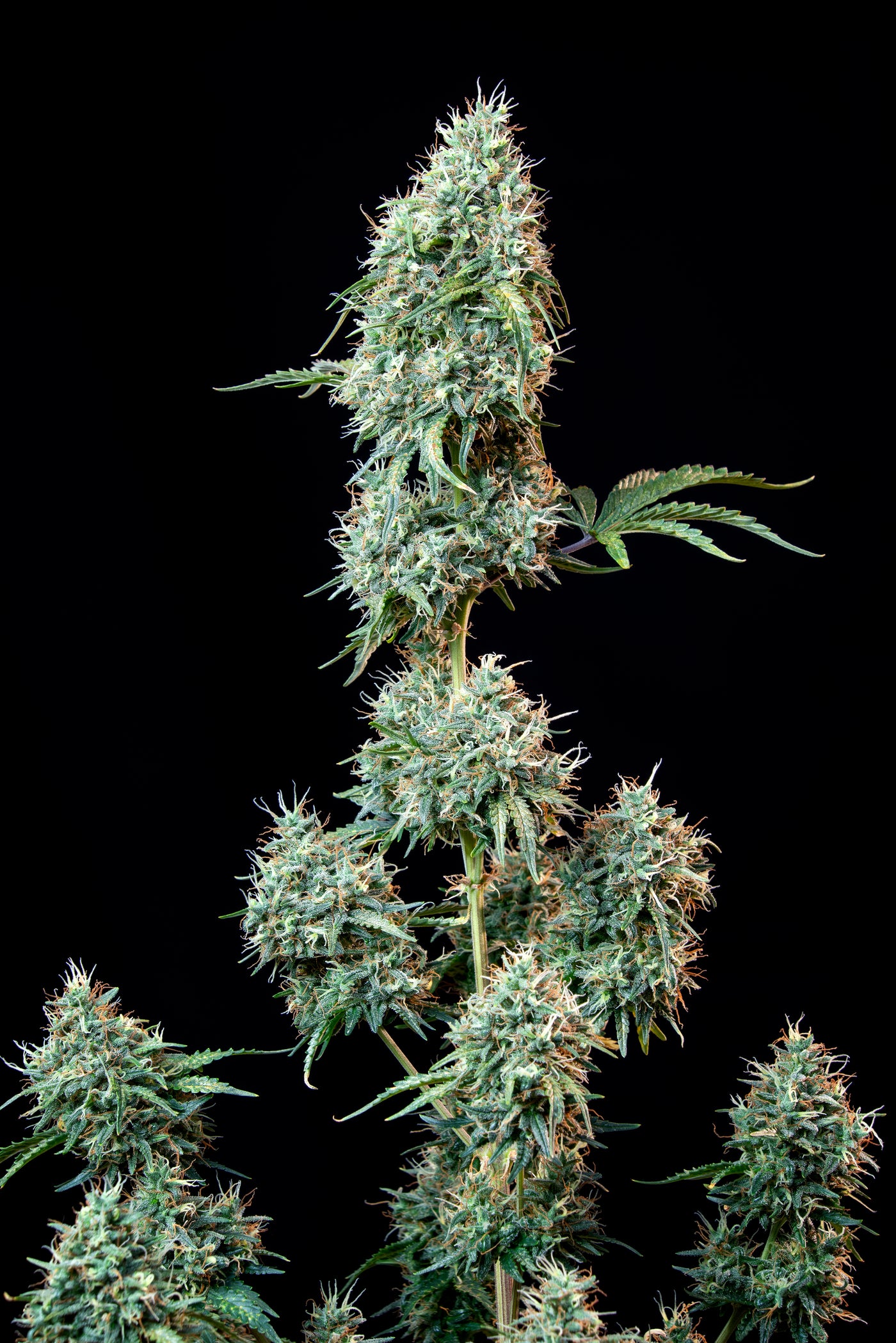 Cinderella Auto