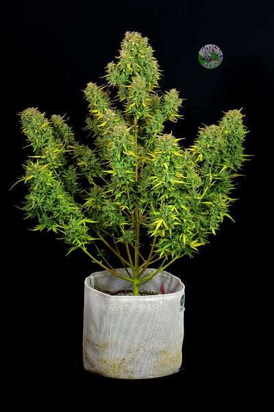 Lemon AK