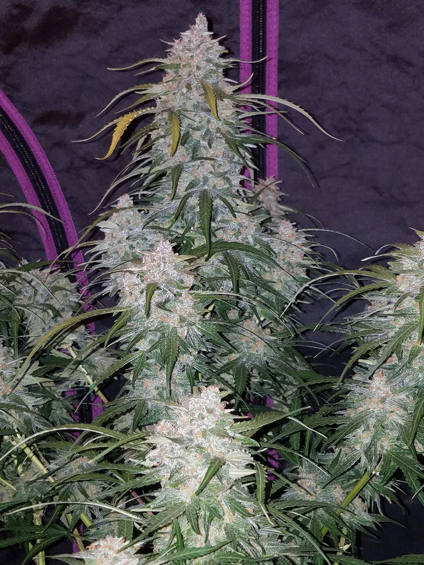 Pineapple Express