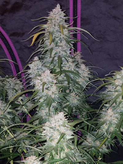 Pineapple Express