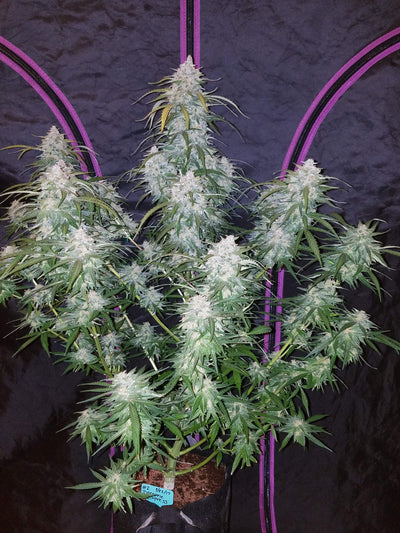 Pineapple Express