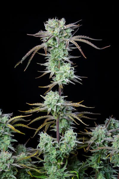 Strawberry Banana