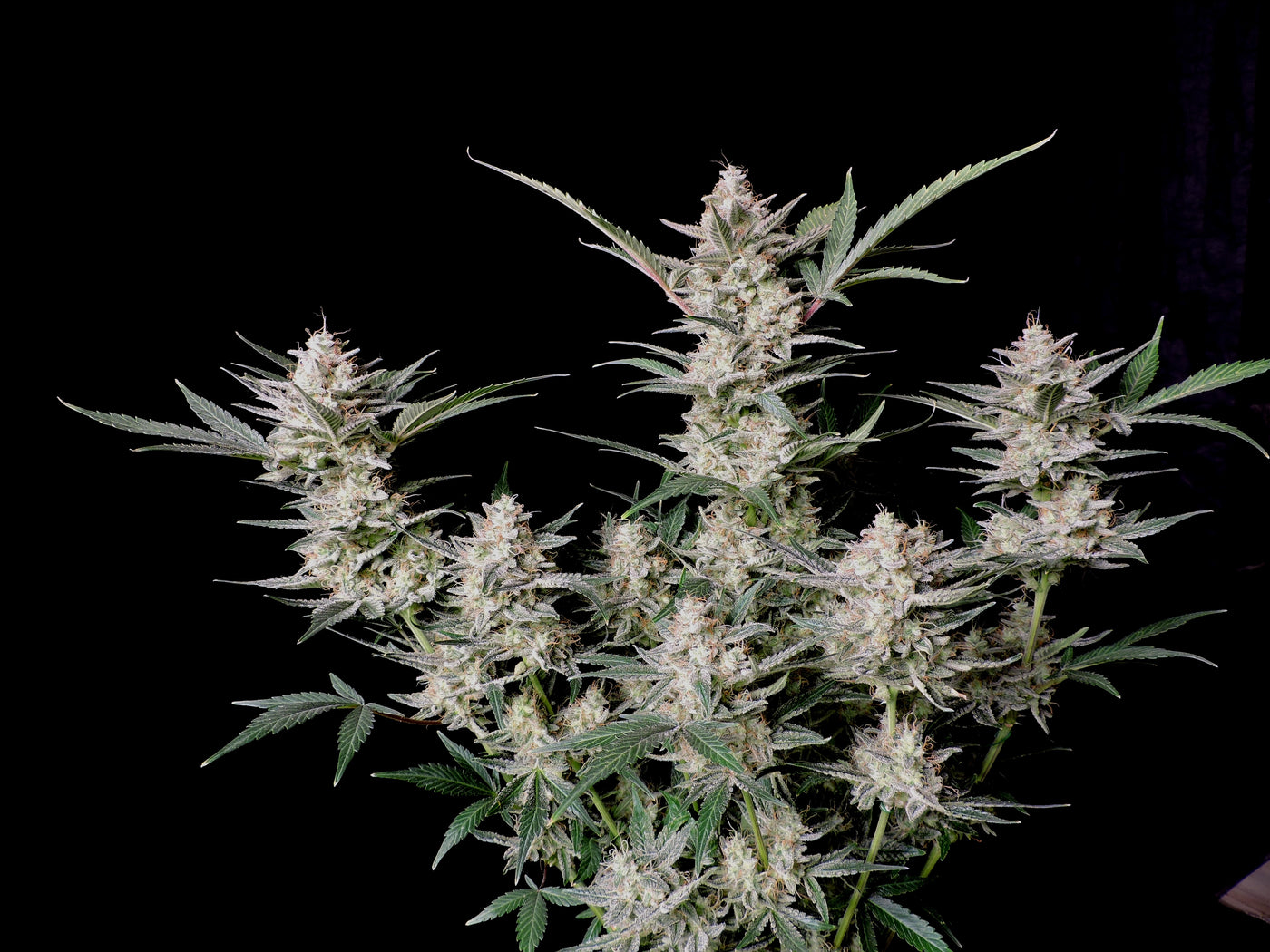 Strawberry Gorilla