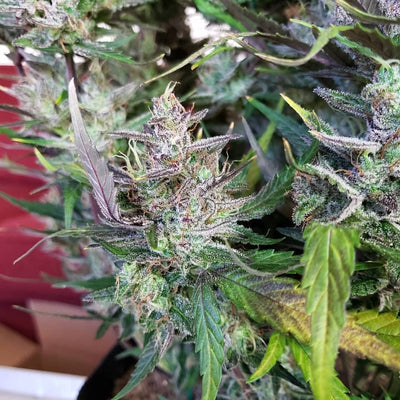 C4