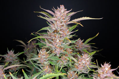 Gorilla Punch