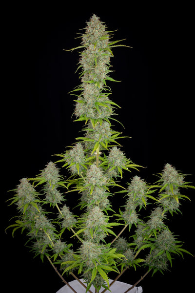 Orange sherbet