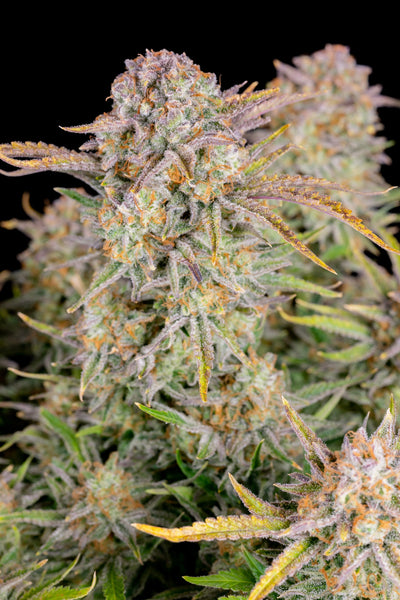 Bruce Banner